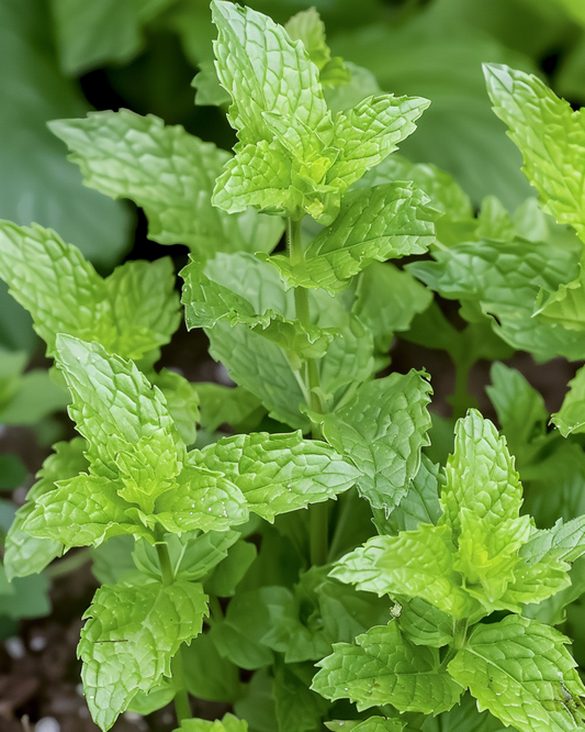 Peppermint Herbal Tea (Mentha piperita) – meerjarige kruidenzaden van SeedsChoice