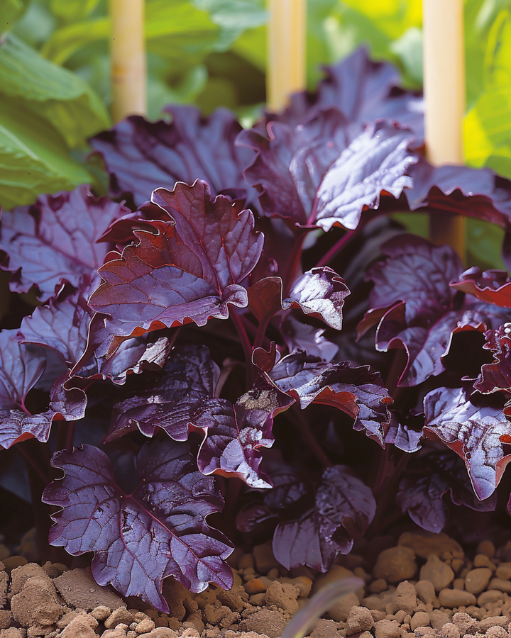 Shiso Red Leaved zaden (Perilla frutescens) – eenjarig kruid