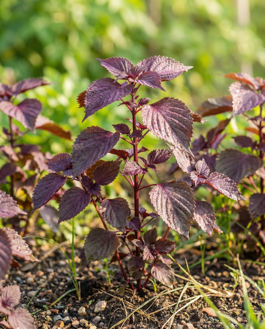Shiso Red Leaved (Perilla frutescens) – eenjarige kruidenzaden van SeedsChoice