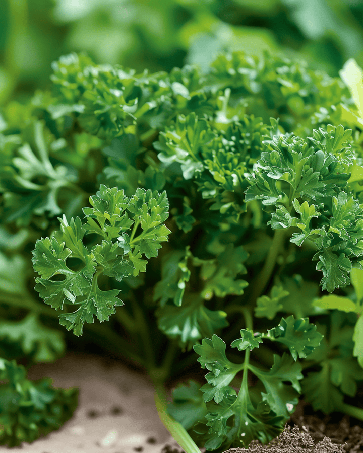 Gekrulde peterselie zaden (Petroselinum crispum) – tweejarig