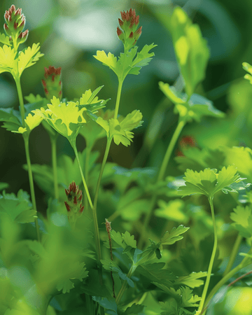 Kleine pimpernelzaden (Sanguisorba minor) – meerjarig kruid