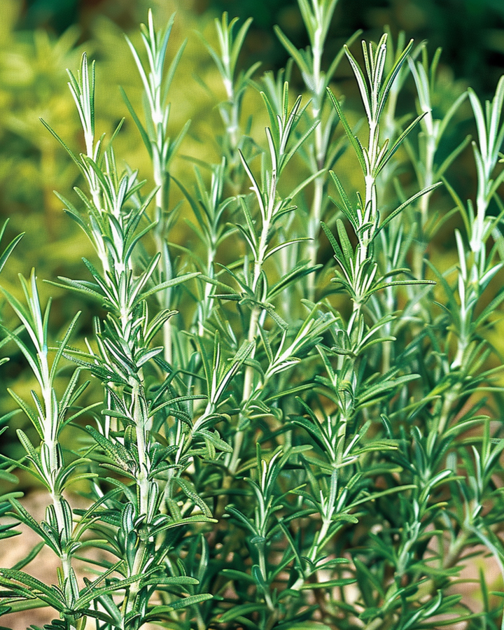 Gewone rozemarijn zaden (Rosmarinus officinalis) – meerjarig kruid