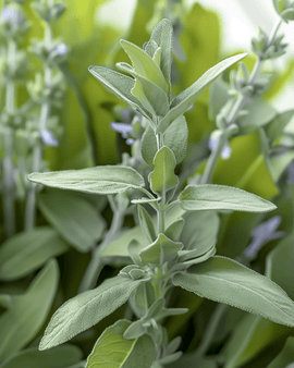 Gewone salie zaden Salvia Officinalis vaste plant kruid