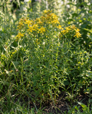 Sint-janskruid (Hypericum perforatum) – meerjarige kruidenzaden van SeedsChoice