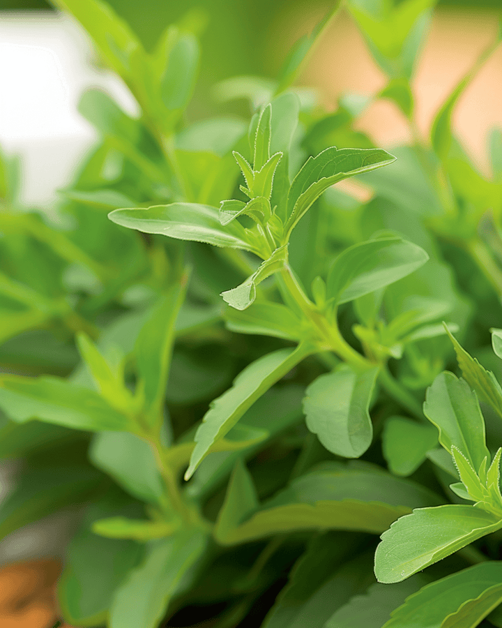 Stevia zaden (Stevia rebaudiana) – meerjarig kruid