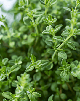 Duitse wintertijm zaden Thymus Vulgaris vaste plant kruid koudehard