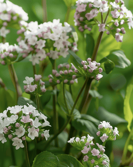 Kruidzaden Valeriana Officinalis vaste plant
