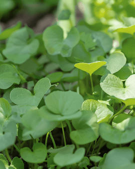 Waterkers tuinzaden Nasturtium Officinale vaste plant kruid