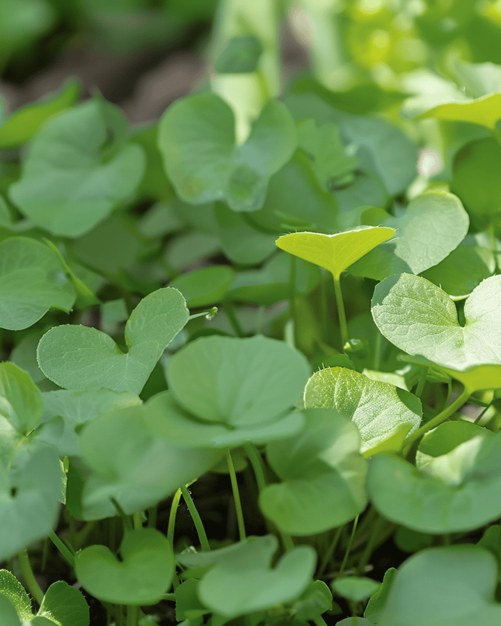 Waterkers Garden zaden (Nasturtium officinale) – meerjarig kruid