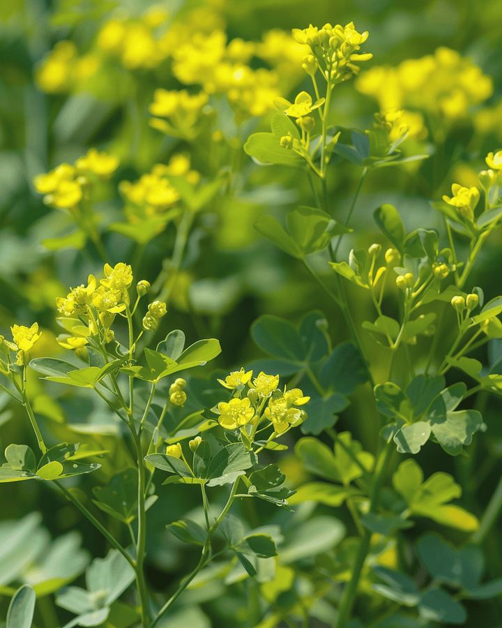 Wijnruitzaden (Ruta graveolens) – meerjarig kruid