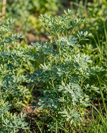 Wijnruit (Ruta graveolens) – meerjarige kruidenzaden van SeedsChoice