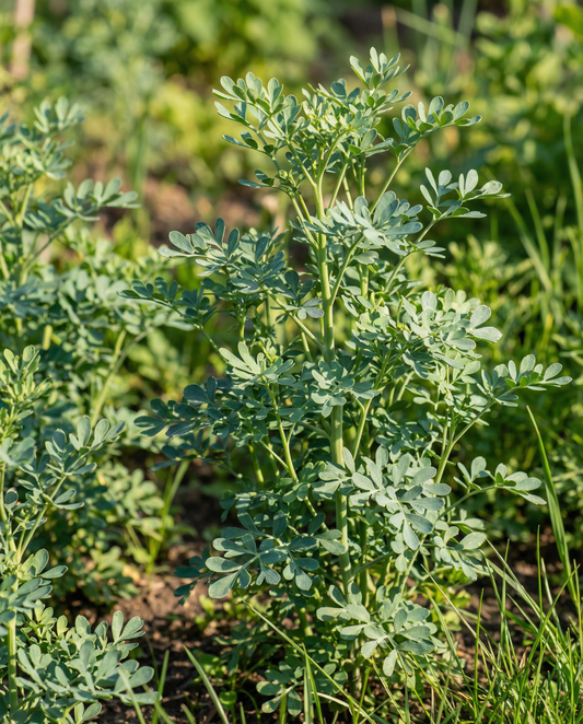 Wijnruit (Ruta graveolens) – meerjarige kruidenzaden van SeedsChoice