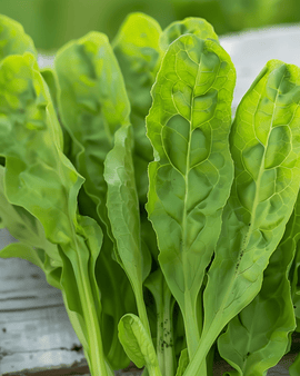 Tuinzuring zaden Rumex Acetosa vaste plant kruid