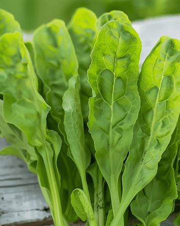 Zuring zaden (Rumex acetosa) – meerjarig kruid
