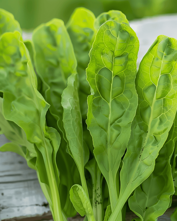 Zuring zaden (Rumex acetosa) – meerjarig kruid