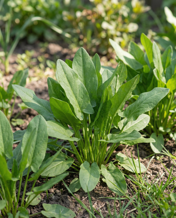 Zuring (Rumex acetosa) – meerjarige kruidenzaden van SeedsChoice