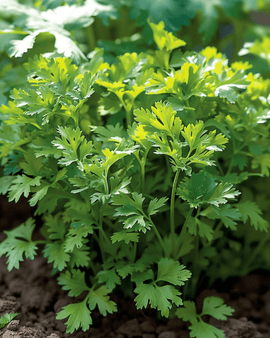 Kervel zaden Anthriscus Cerefolium eenjarig fijngekruld