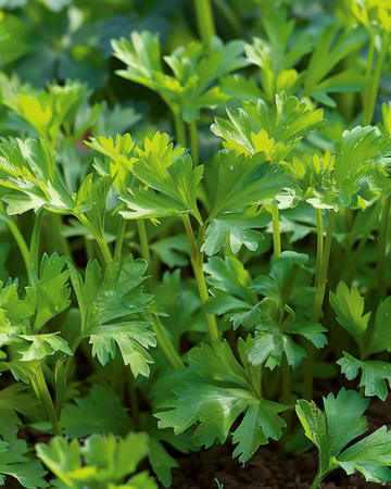 Winterkervel Vertissimo zaden (Anthriscus cerefolium) – eenjarige groente