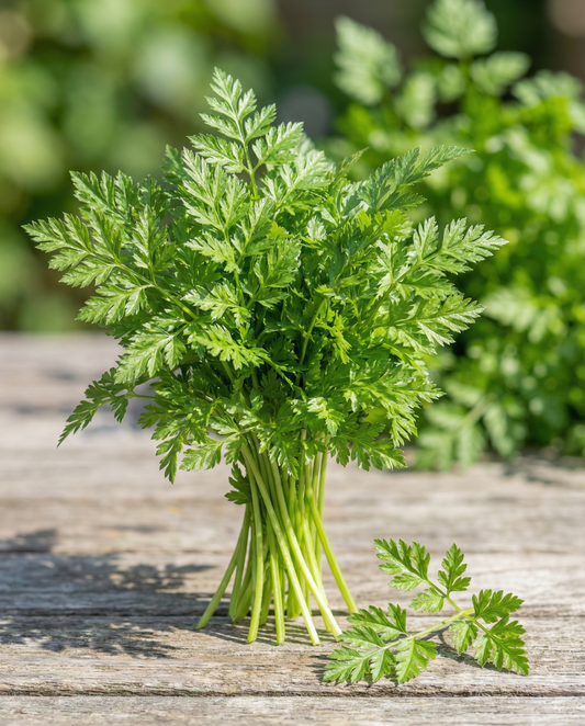 Winterkervel Vertissimo (Anthriscus cerefolium) – eenjarige groentezaden van SeedsChoice