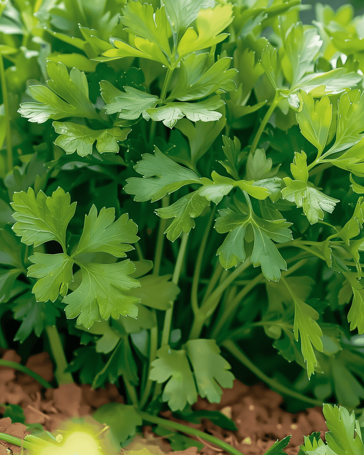 Peterselie Amsterdamse Snij zaden (Petroselinum crispum) – eenjarig kruid