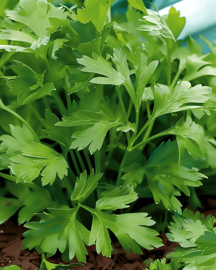 Italian Giant Parsley zaden (Petroselinum crispum) – eenjarig kruid