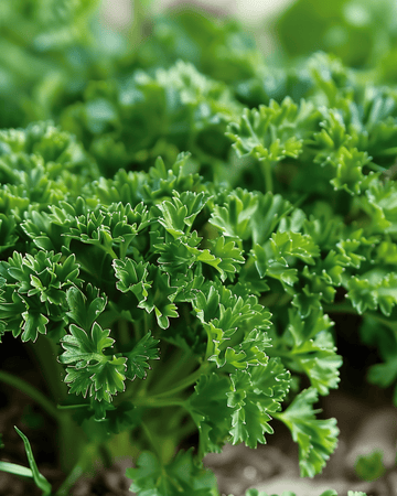 Krulpeterselie Moss Curled zaden (Petroselinum crispum) – tweejarig