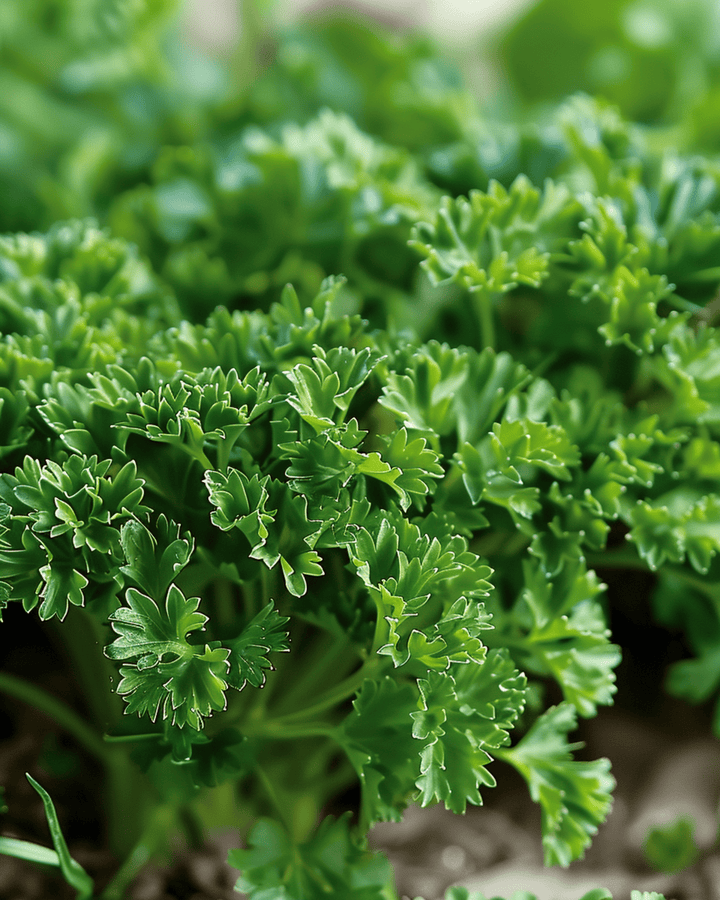 Krulpeterselie Moss Curled zaden (Petroselinum crispum) – tweejarig