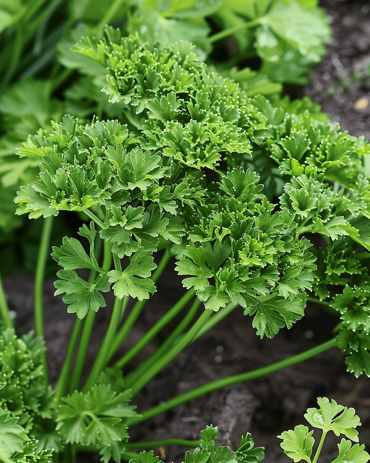 Peterselie Thujade zaden (Petroselinum crispum) – eenjarig kruid