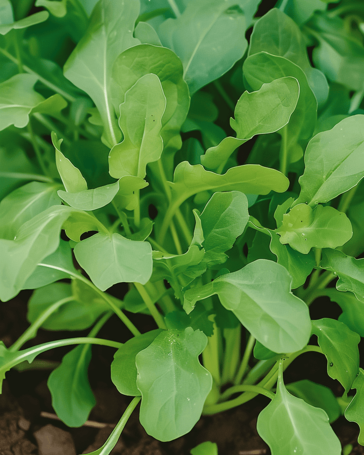 Rucola Rocket zaden (Eruca sativa) – eenjarige groente