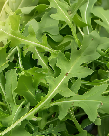 Wilde rucola bladgroen zaden (Diplotaxis tenuifolia) – meerjarige groente