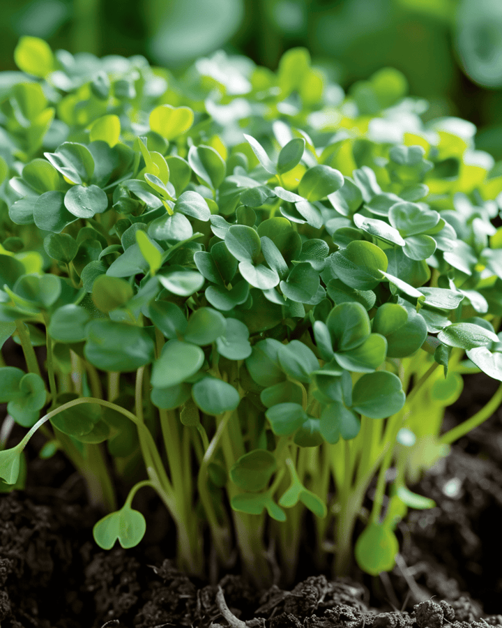 Breedbladige kers zaden (Lepidium sativum) – eenjarige groentesoort