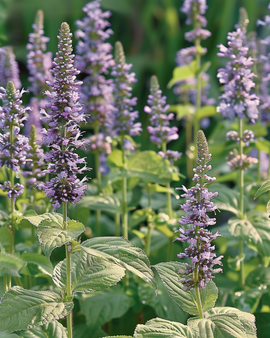 Dropplantzaden Agastache Foeniculum eenjarige bloem