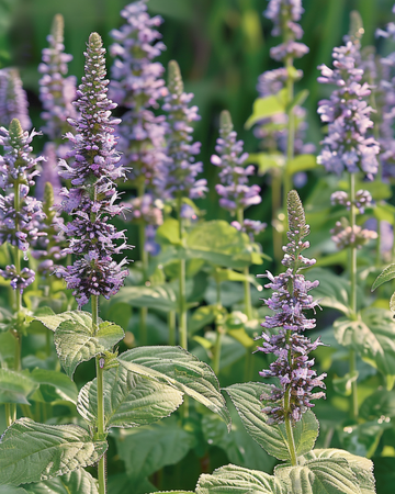 Mexicaanse hyssop zaden (Agastache foeniculum) – eenjarige bloem