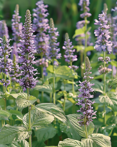 Mexican Hyssop seeds (Agastache foeniculum) – annual flower