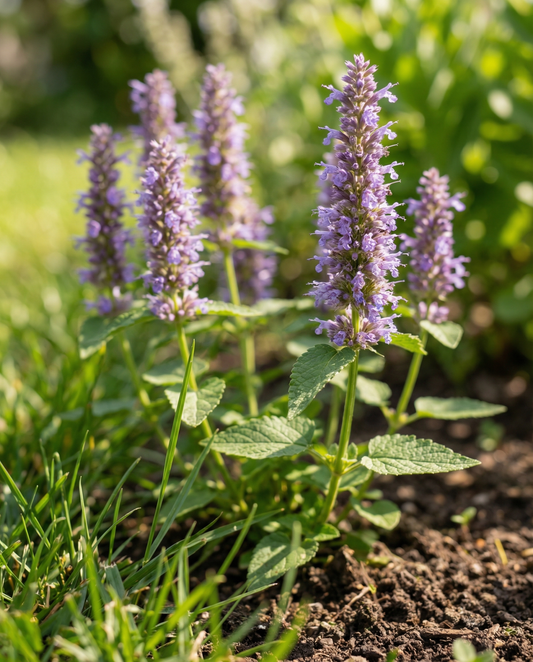 Mexicaanse hyssop (Agastache foeniculum) – eenjarige bloemenzaden van SeedsChoice
