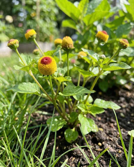 Tandpijnplant (Spilanthes oleracea) – eenjarige zaden van SeedsChoice