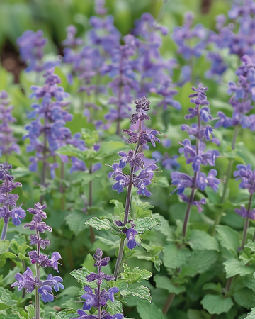 Kattenmunt zaden (Nepeta mussinii) – meerjarig