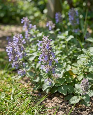 Kattenmunt (Nepeta mussinii) – meerjarige zaden van SeedsChoice