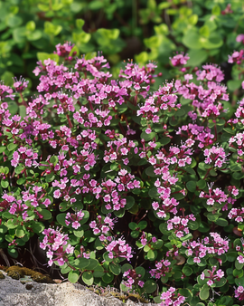 Wilde tijm zaden Thymus Serpyllum meerjarig