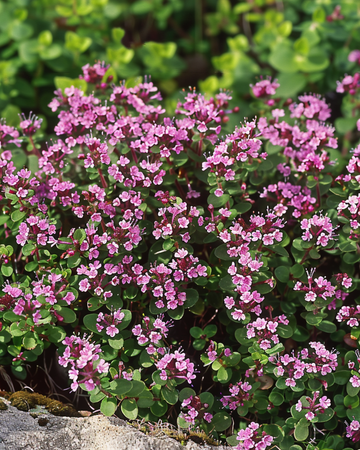 Wilde tijmzaden (Thymus serpyllum) – meerjarig