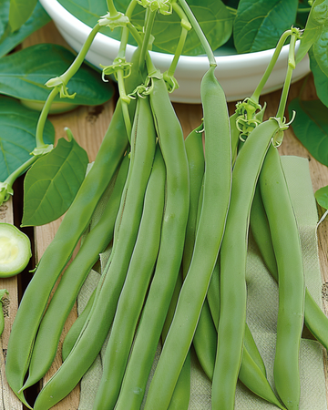 Stamslaboon Admires zaden (Phaseolus vulgaris) – eenjarige groente