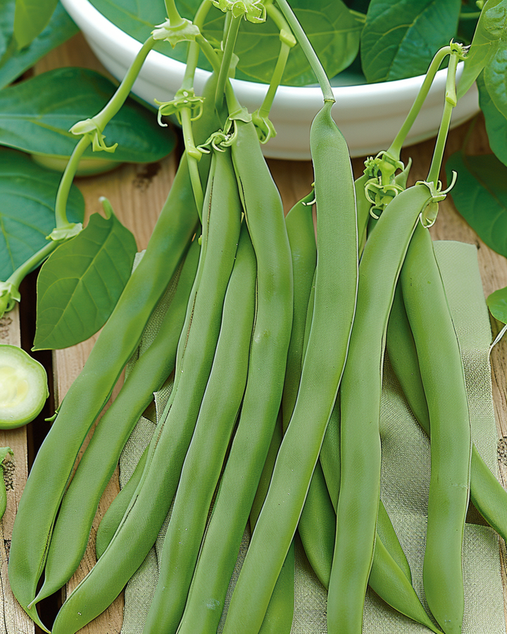 Stamslaboon Admires zaden (Phaseolus vulgaris) – eenjarige groente