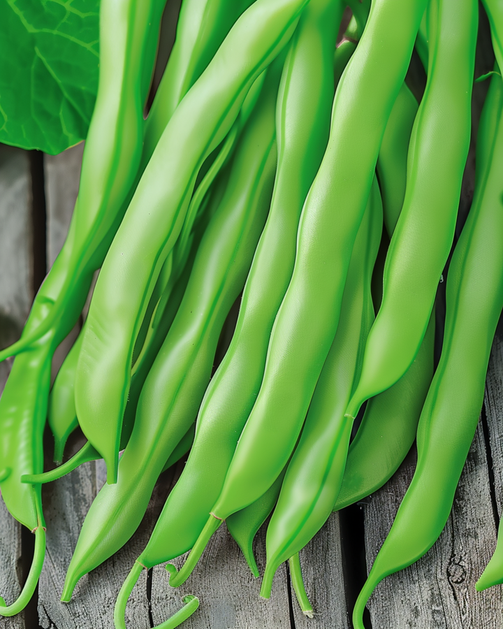 Pronkboon Terli 25g zaden (Phaseolus vulgaris) – eenjarige groente