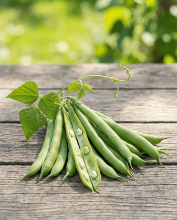 Pronkboon Mechelse Tros 25g (Phaseolus vulgaris) – eenjarige groentezaden van SeedsChoice