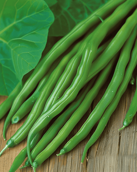 Stamslabonenzaden Miracle Phaseolus Vulgaris eenjarig ras