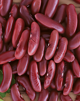 Stamslaboonzaden Canadian Wonder Phaseolus Vulgaris eenjarig