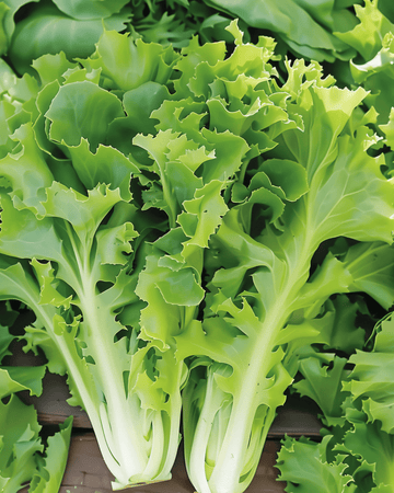 Andijvie Batavian Green zaden (Cichorium endivia) – eenjarige groente