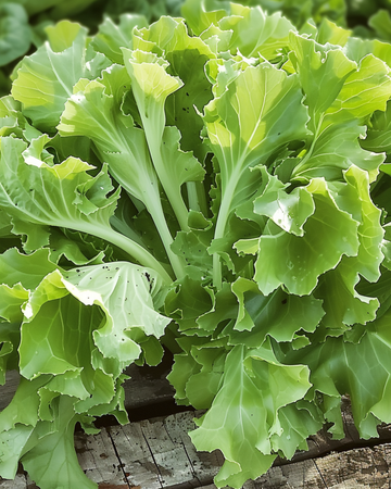 Andijvie Avantgarde zaden (Cichorium endivia) – eenjarige groente
