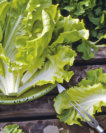 Andijvie Blonde A Coeur Plein zaden (Cichorium endivia) – eenjarige groente