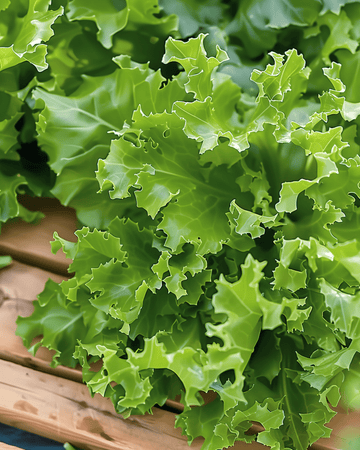 Gekrulde Andijvie Frisee zaden (Cichorium endivia) – eenjarige groente